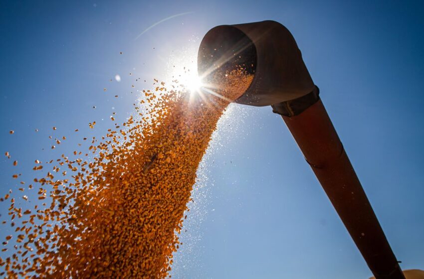  Produção de grãos deve ter alta de 15% na temporada 2022/23
