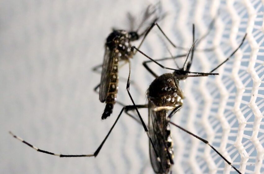  Saúde lança campanha após aumento da dengue, Zika e chikungunya