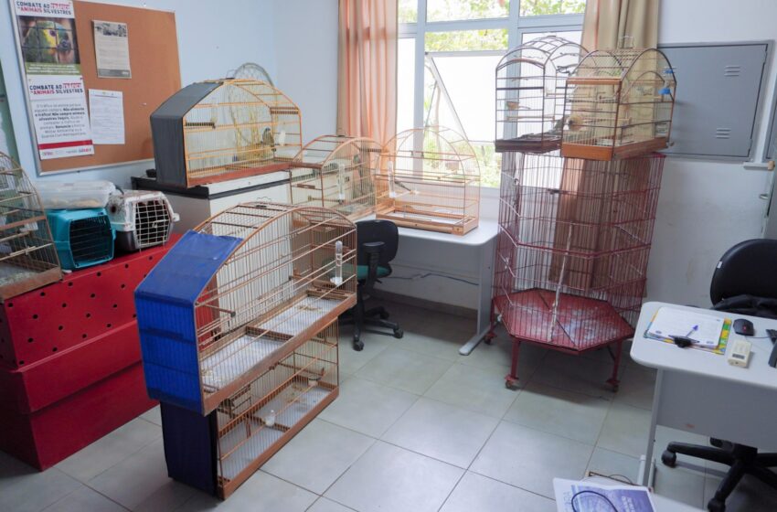 GEPAR apreende animais silvestres no bairro Cidade Nova