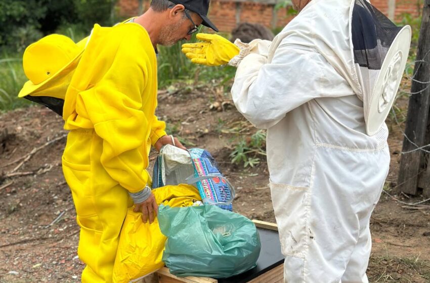 Defesa Civil de Salto retira abelhas africanizadas do Bom Retiro e dá dicas de segurança