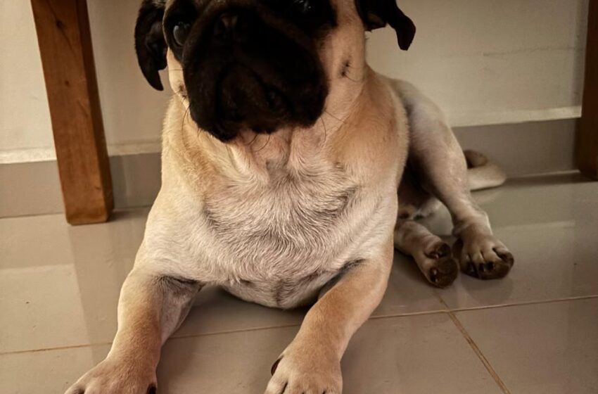  Protetora de animais procura tutor (a) desse cãozinho