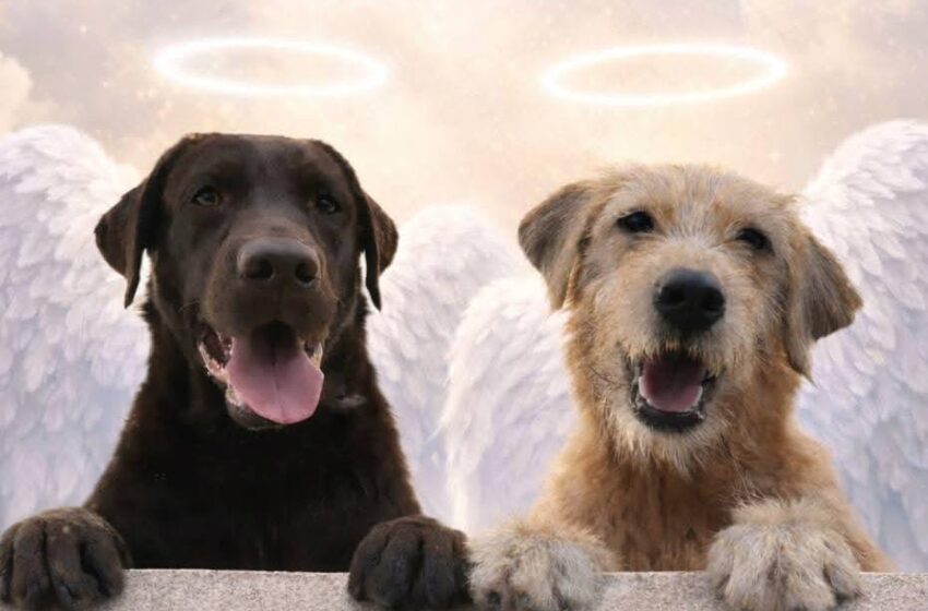  Moradora de Itu perde dois cães após serem atacados por abelhas e caso foi parar na justiça