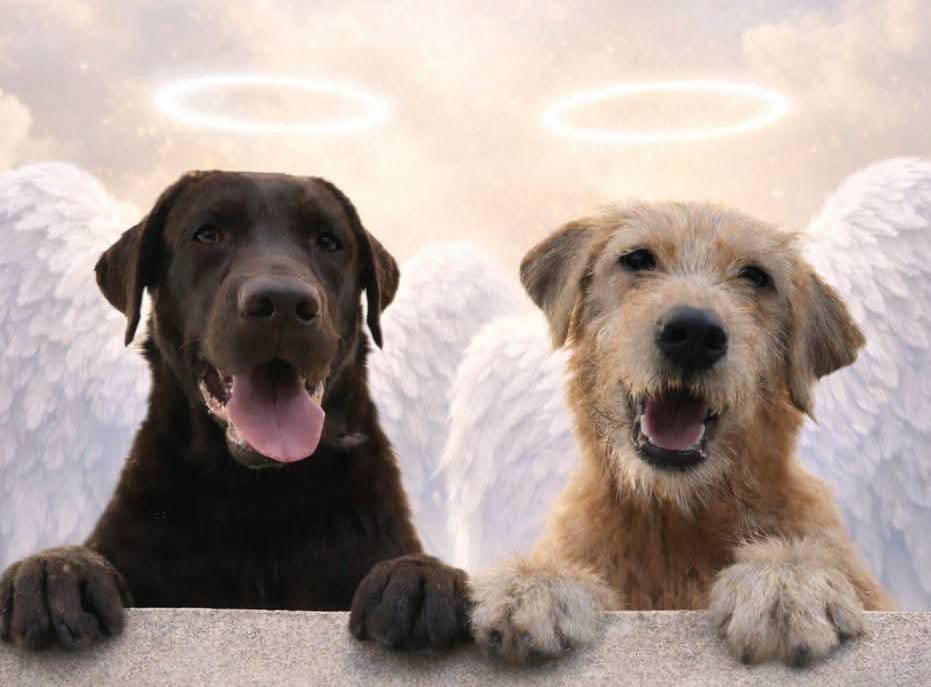 Moradora de Itu perde dois cães após serem atacados por abelhas e caso foi parar na justiça