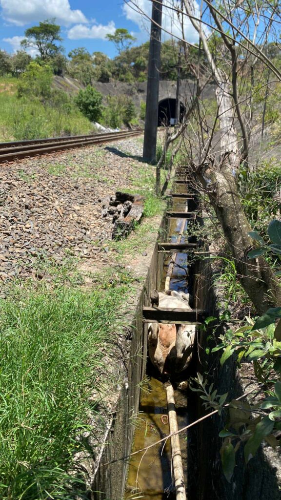 Vaca cai em valeta próximo a linha do trem e morre em resgate