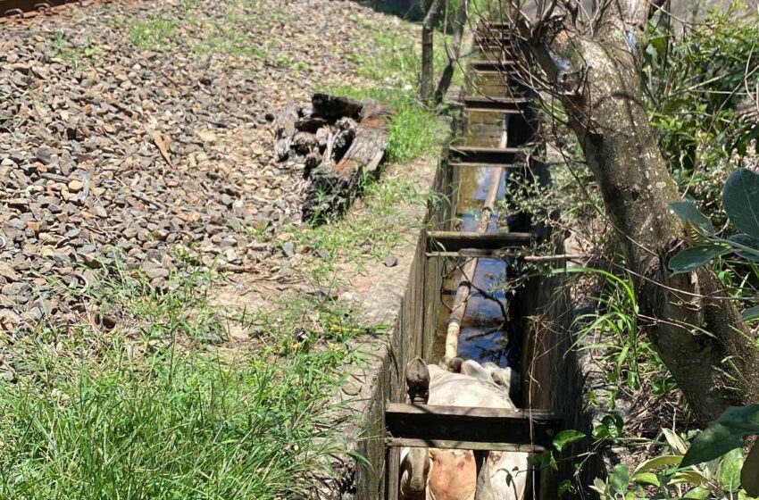 Vaca cai em valeta próximo a linha do trem e morre em resgate