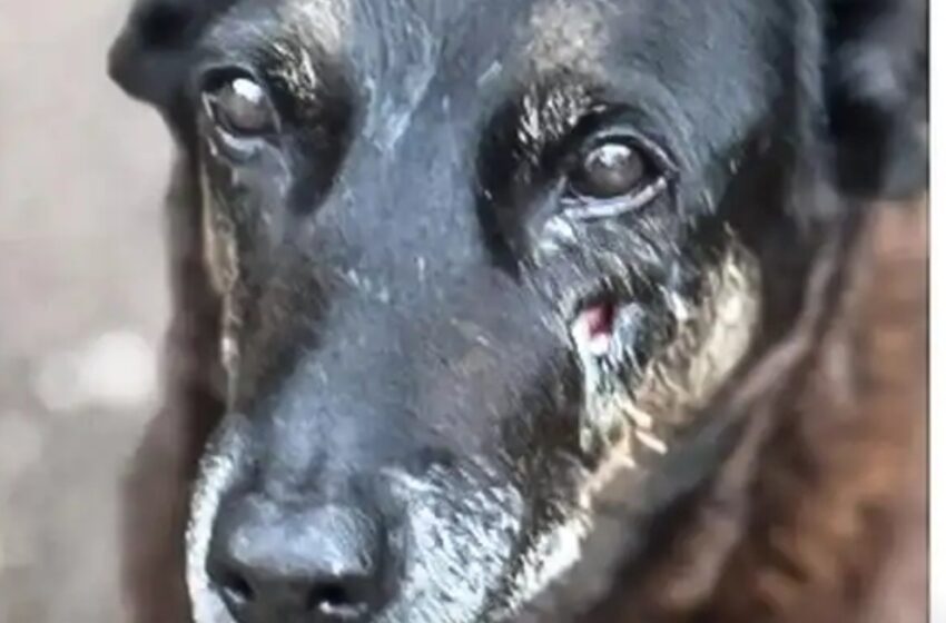  Caso Orelha: o que se sabe até agora sobre a morte do cão em SC