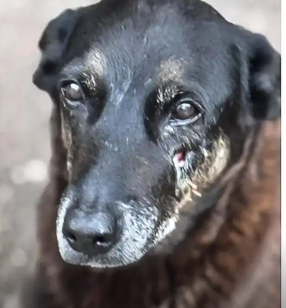 Caso Orelha: o que se sabe até agora sobre a morte do cão em SC