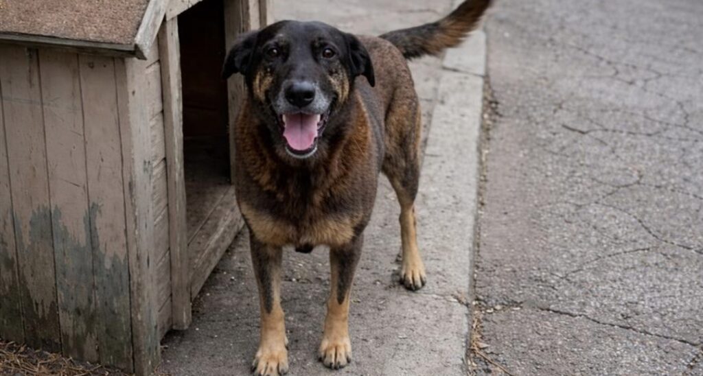 Justiça por Orelha: manifestação contra maus-tratos a animais acontece em Itu neste domingo