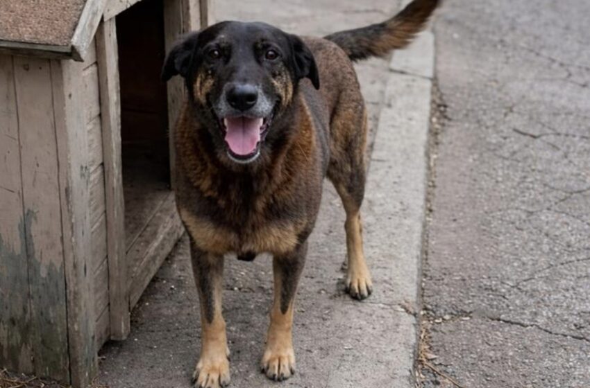Justiça por Orelha: manifestação contra maus-tratos a animais acontece em Itu neste domingo