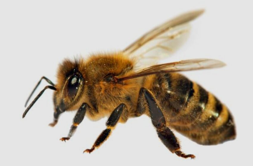  Itu e Salto registram acidentes com abelhas africanizadas