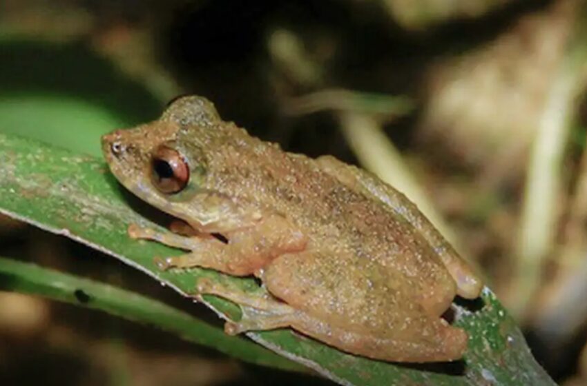  Nova espécie de perereca é descoberta no Cerrado mineiro