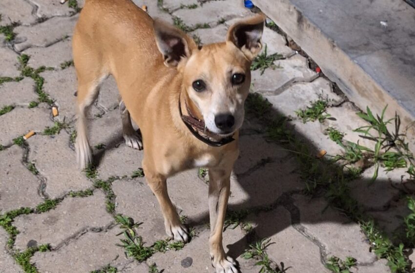  Após prisão do dono, cãozinho espera por ele na delegacia de Itu