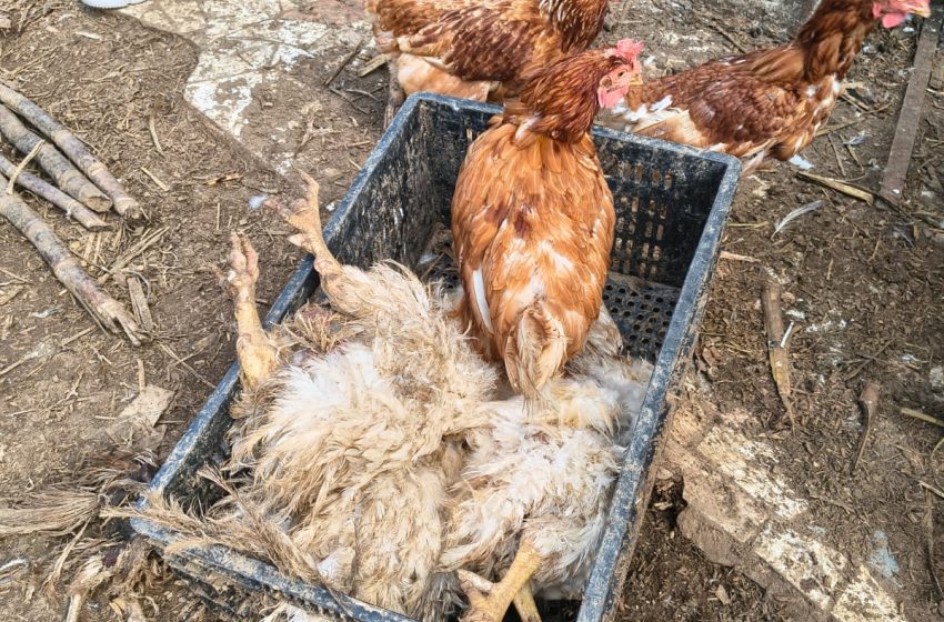 Protetor e Polícia Civil encontram animais sem comida e mortos no Arquidiocesano em Salto