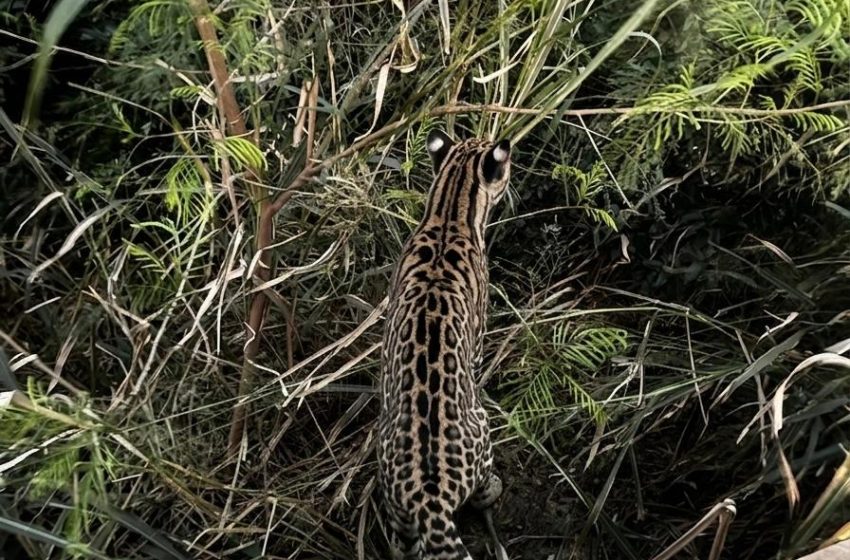 Jaguatirica é vista no Parque América em Itu