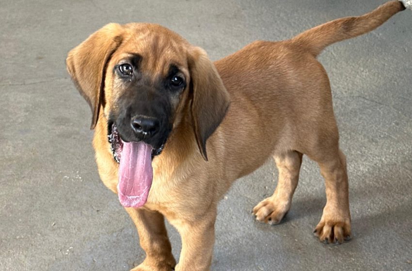  Radar: cãozinho irá compor canil da Guarda Civil Municipal de Salto