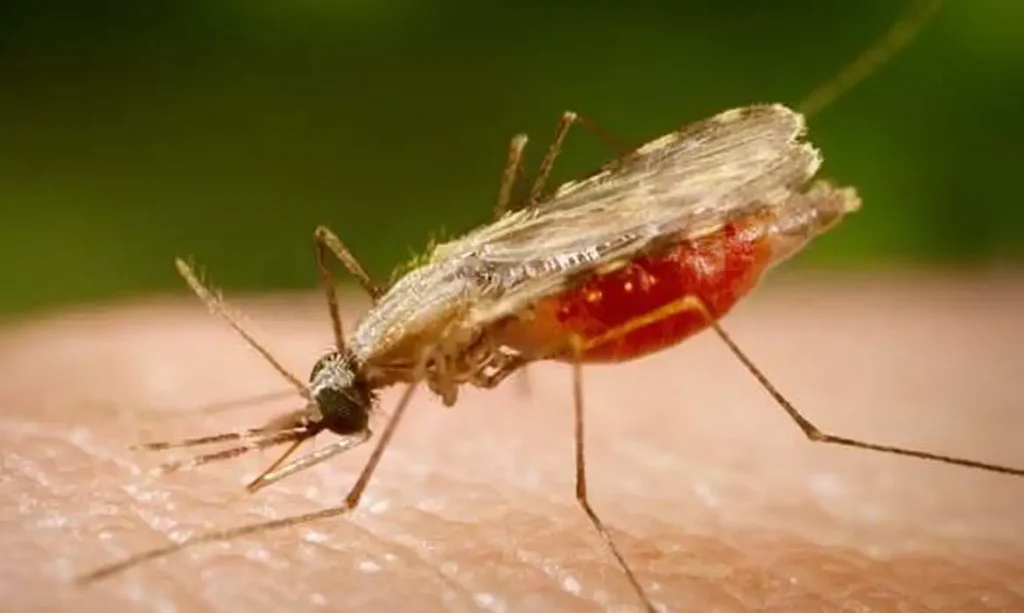 anopheles.portalbiologia - Portal Rádio FM90