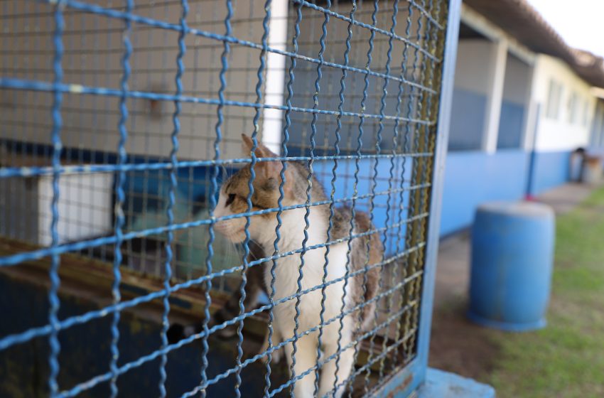 Centro de Controle de Zoonoses de Itu passa por reforma